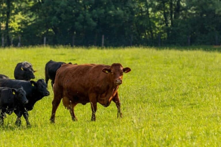 Denmark to Charge Carbon Tax on Cows and Pigs