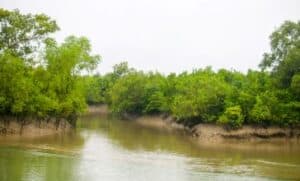 Security Agencies Identify 13 Islands in West Bengal’s Sunderbans Used by Bangladeshi Infiltrators to Enter India