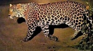Leopard spotted In The Parking Zone of Infosys Mysuru Campus; Techies Asked to Work From Home