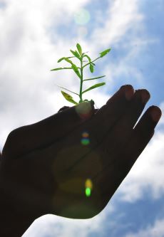 A hand holding a sapling