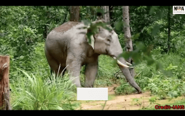 Elephant Terror Continues in Chattisgarh District, 4 People of Same Family Killed