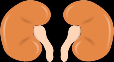 kidney