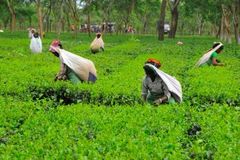 Women pick tea leaves at a tea garden in Tetulia, Bangladesh, Aug. 1, 2015. Many new tea gardens are expected to be added due to relatively better prices of tea.