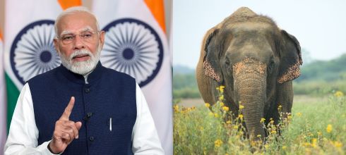 PM Modi in front of Tiranga. Elephant in its Habitat