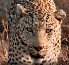 Leopard, Drones, ANdhra Pradesh, Forest