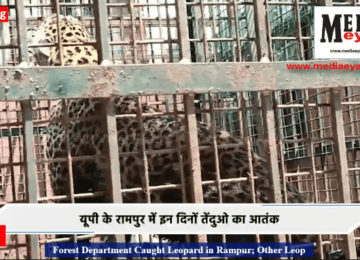 Forest Department Caught Leopard in Rampur; Other Leopard is Out of Reach