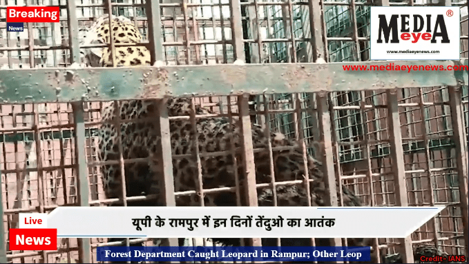 Forest Department Caught Leopard in Rampur; Other Leopard is Out of Reach