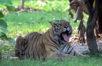 File Photo of a Tiger at an Australian Theme Park