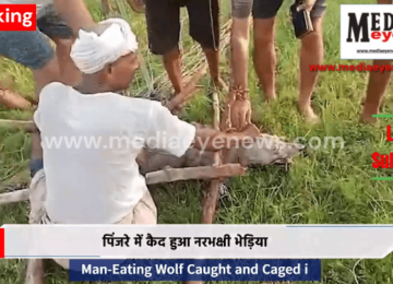 Man-Eating Wolf Caught and Caged in Bahraich