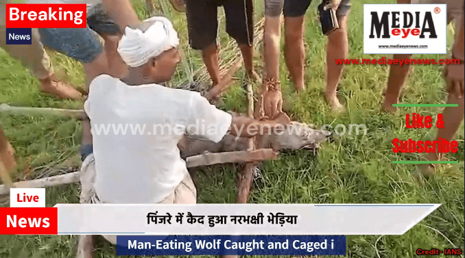 Man-Eating Wolf Caught and Caged in Bahraich