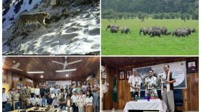 Snow Leopards, Arunachal Pradesh, Conservation, Itanagar