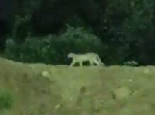 Leopard, walking near hyderabad, metro station