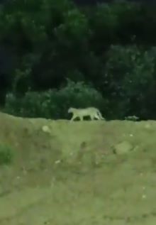 Leopard, walking near hyderabad, metro station