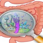 Gut Bacteria